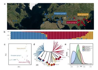 南京農業大學梨課題組揭示梨的起源、分化與馴化歷程