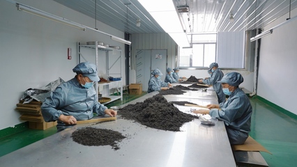 “刺梨紅茶!”甕安茶產品又添新成員